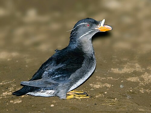rhinoceros auklet